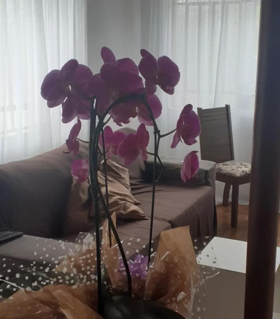 בלומנאו Casa De Hospedagem Vila Germanica 0*,